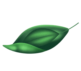 leaf transparent
